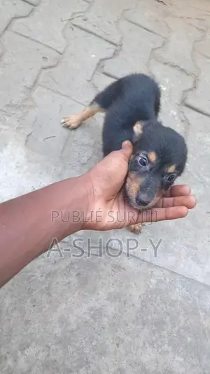 0-1 mois Femme Race mixte German Shepherd