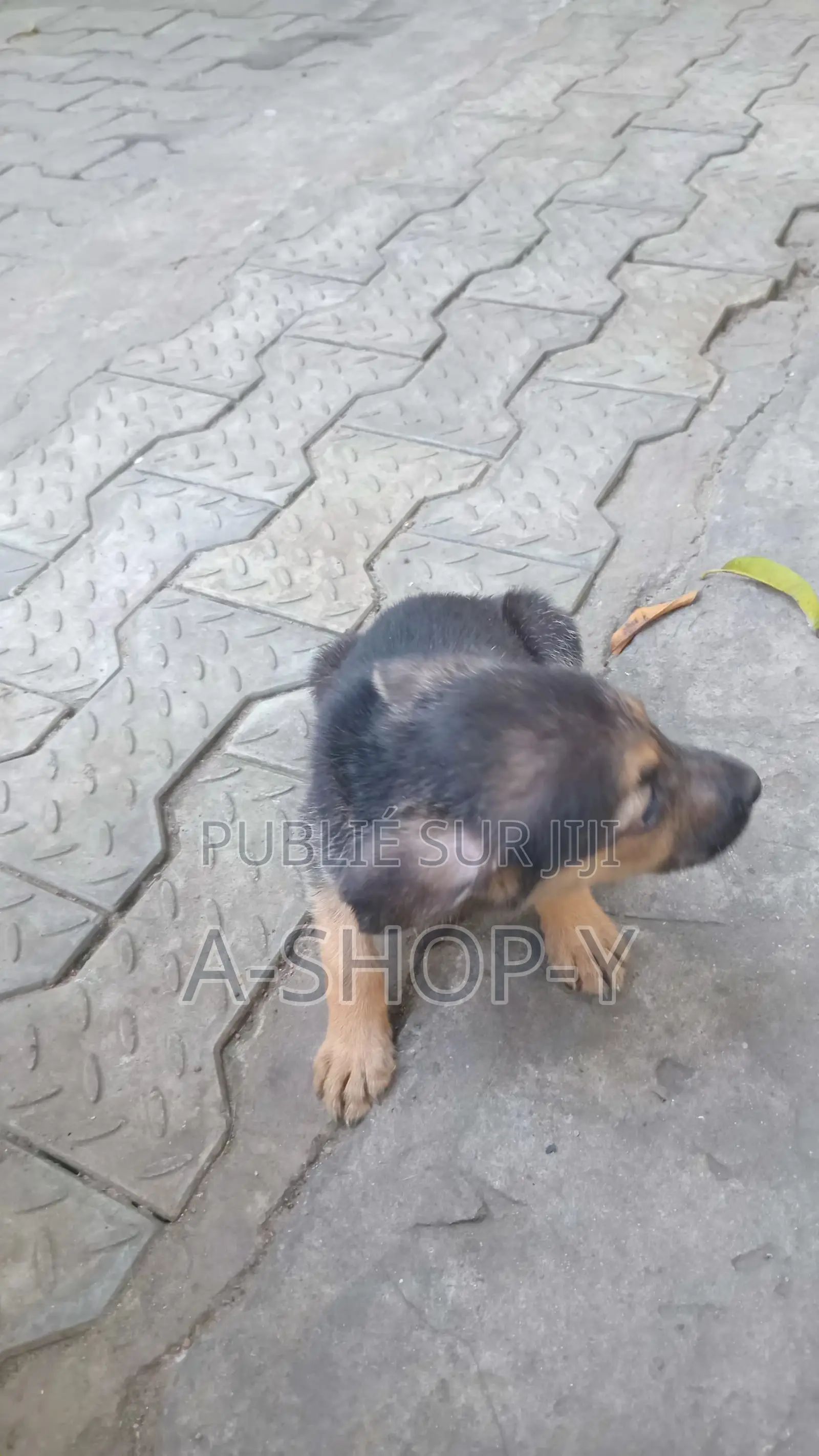 0-1 mois Femme Race mixte German Shepherd