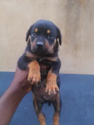 0-1 mois Homme Pure race Rottweiler