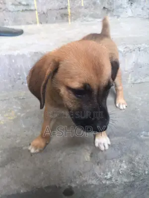 1-3 mois Femme Race mixte Jack Russell Terrier