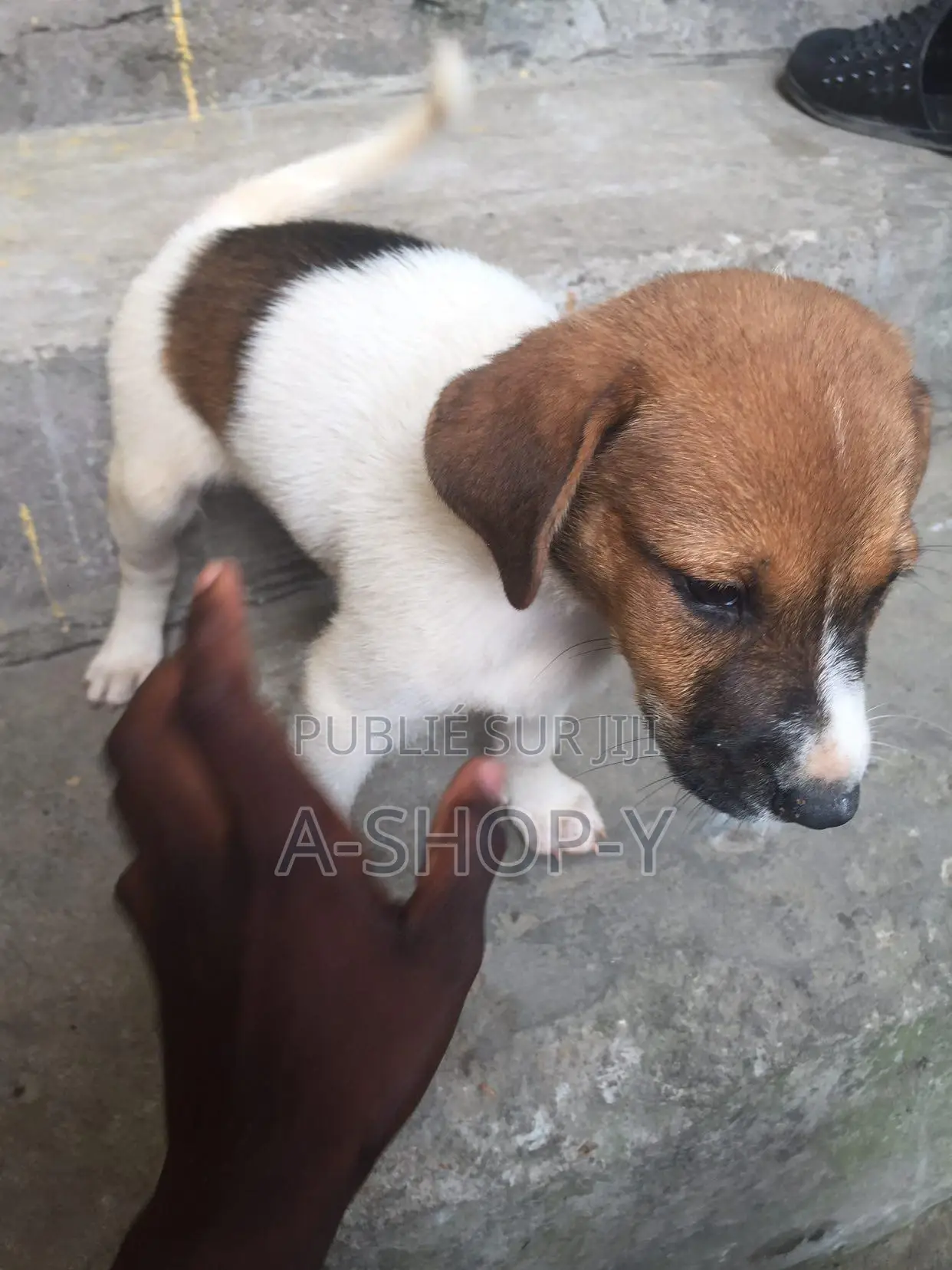 1-3 mois Femme Race mixte Jack Russell Terrier