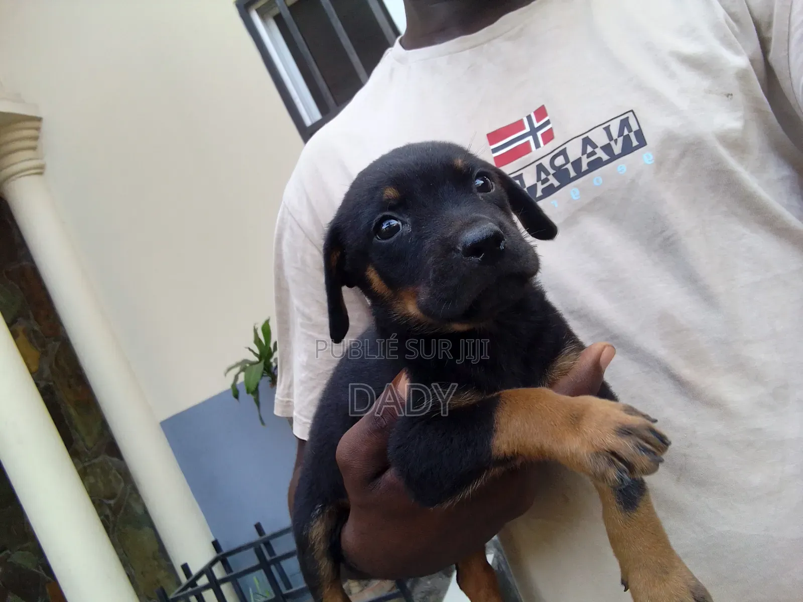 0-1 mois Homme Pure race Rottweiler