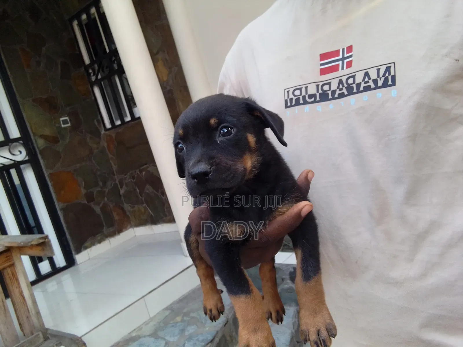 0-1 mois Homme Pure race Rottweiler