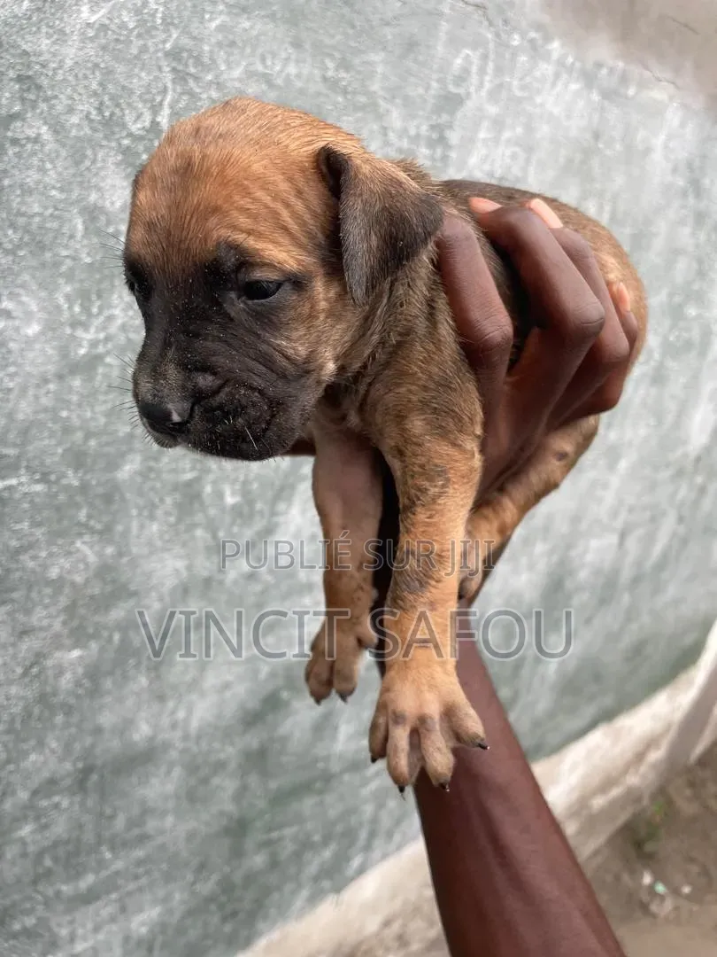 0-1 mois Femme Race mixte Boerboel