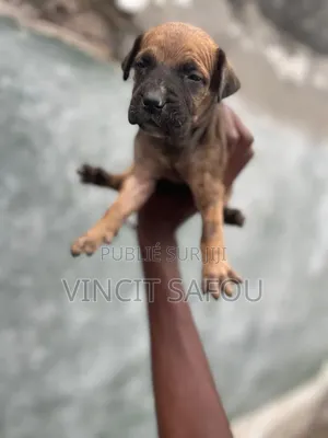 0-1 mois Femme Race mixte Boerboel