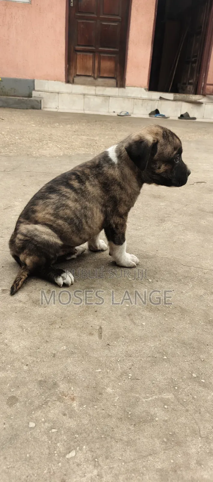 1-3 mois Homme Race mixte Autre