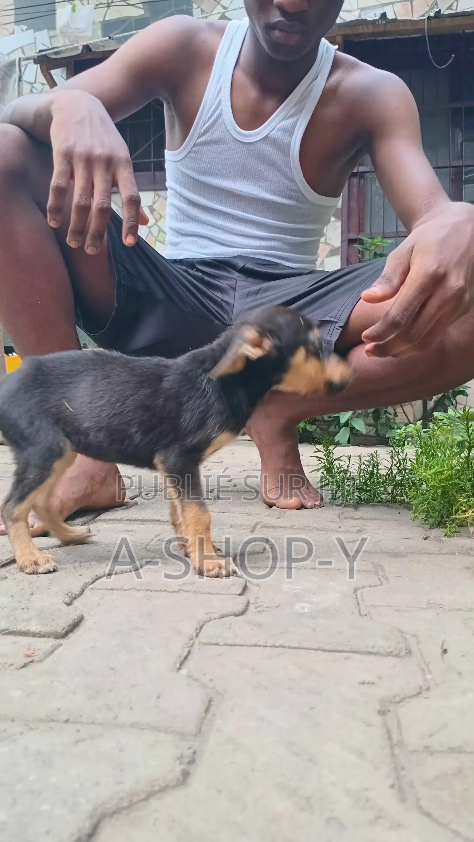 0-1 mois Femme Race mixte German Shepherd