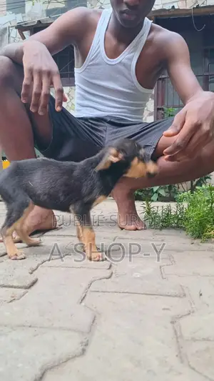 0-1 mois Femme Race mixte German Shepherd