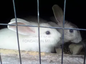 Fondation Miller 