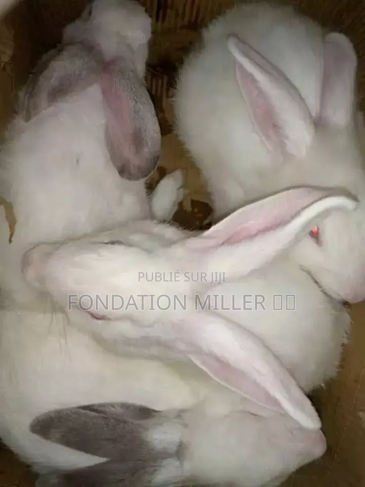 Fondation Miller 