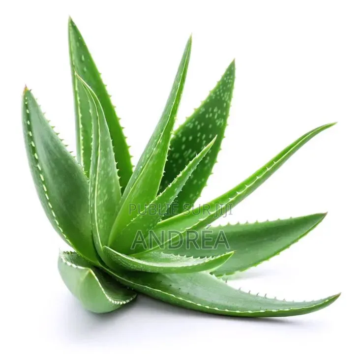 Plantule d'Aloé Vera