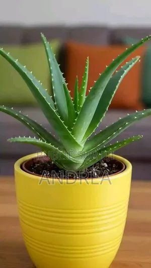 Plantule d'Aloé Vera