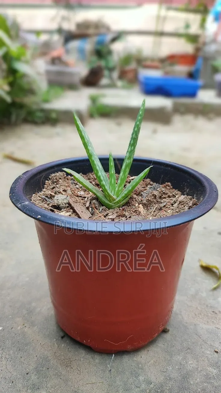 Plantule d'Aloé Vera