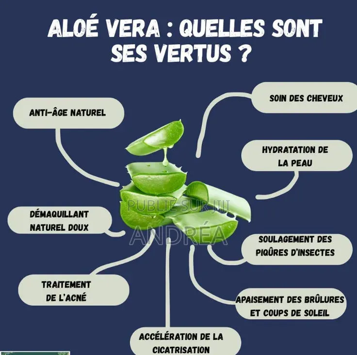 Plantule d'Aloé Vera