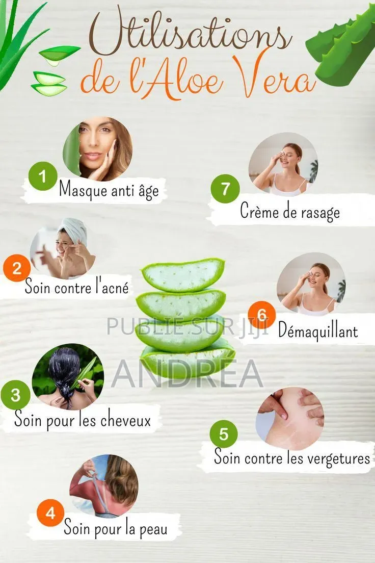 Plantule d'Aloé Vera