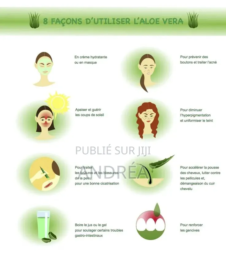 Plantule d'Aloé Vera