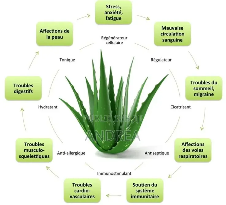 Plantule d'Aloé Vera